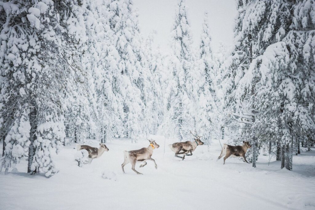 5. Oct Lapland